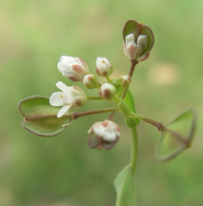 Thlaspi sp.